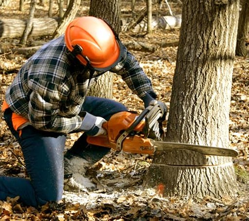 Tree Removal in Gallaway, TN